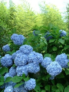 画像(240x320)
