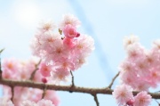 ＜桜＞