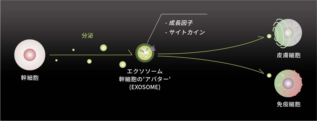 Exosome2